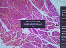 Thermo Invitrogen EVOS XL Core Configured Cell Imager with Mechanical Stage